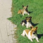 thumbstg_dogs_at_millroad_farm_wexford